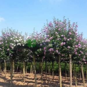hatmi ağacı lavanta mor çiçekli aşılı tijli - Hibiscus syriacus lavender chiffon tige (MALVACEAE)