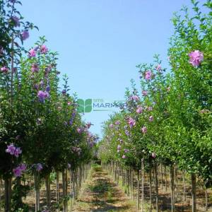 hatmi ağacı lavanta mor çiçekli aşılı kısa tijli, baston formlu - Hibiscus syriacus lavender chiffon half tige (MALVACEAE)