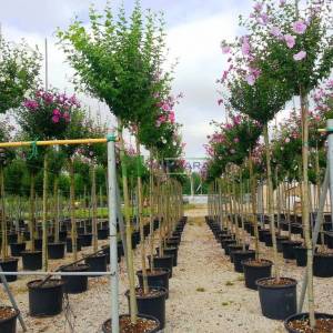 hatmi ağacı pembe çiçekli aşılı tijli - Hibiscus syriacus pink chiffon tige (MALVACEAE)