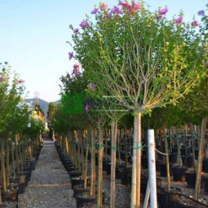hatmi ağacı pembe çiçekli aşılı kısa tijli, baston formlu - Hibiscus syriacus purple chiffon half tige (MALVACEAE)