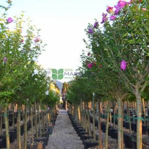 hatmi ağacı pembe çiçekli aşılı kısa tijli, baston formlu - Hibiscus syriacus purple chiffon half tige (MALVACEAE)