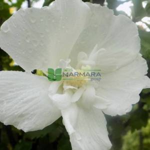 hatmi ağacı beyaz çiçekli aşılı kısa tijli, baston formlu - Hibiscus syriacus white chiffon half tige (MALVACEAE)