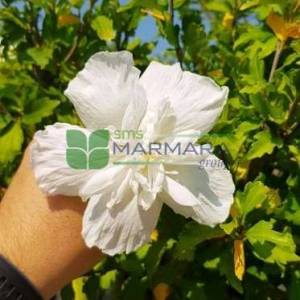 hatmi ağacı beyaz çiçekli aşılı kısa tijli, baston formlu - Hibiscus syriacus white chiffon half tige (MALVACEAE)