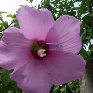 hatmi ağacı mor/menekşe çiçekli aşılı kısa tijli, baston formlu - Hibiscus syriacus russian violet half tige (MALVACEAE)