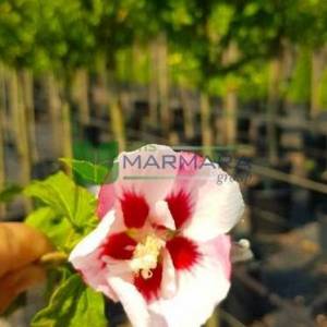 hatmi ağacı pembe/kırmızı çiçekli aşılı kısa tijli, baston formlu - Hibiscus syriacus hamabo half tige (MALVACEAE)