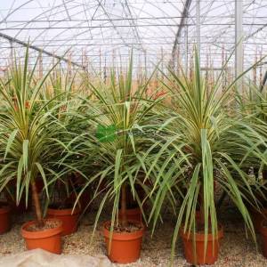 Kordilin sarı yeşil yapraklı, Lahana palmiyesi, torbay lahanası, - Cordyline australis torbay dazzler (ASPARAGACEAE)