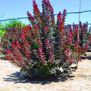 Smoke Tree royal purple multi stem/bush