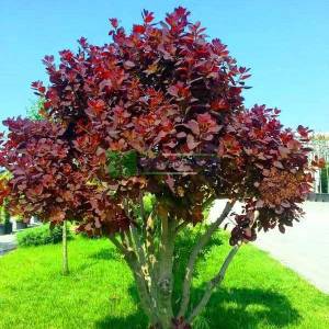 Smoke Tree royal purple multi stem/bush