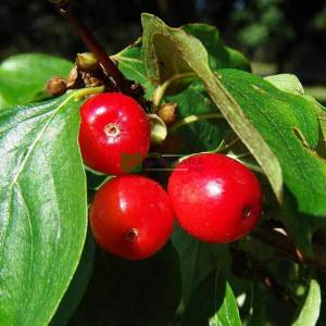 Aşılı meyve kızılcık - Cornus mas (CORNACEAE)