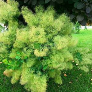 Yeşil yapraklı bulut çalısı,Duman ağacı, Peruka çalısı, Boyacı sumağı - Cotinus coggygria young lady (ANACARDIACEAE)