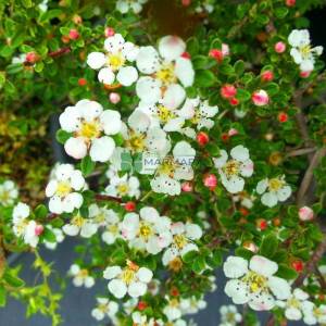 Yaprak dökmeyen beyaz çiçekli kırmızı meyveli dağ muşmulası, tibet dağ muşmulası - Cotoneaster conspicuus decorus (ROSACEAE)