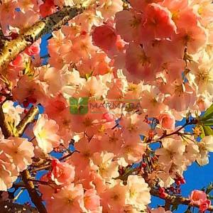 Sweet Cherry, Japanese Flowering Cherry Shirofugen