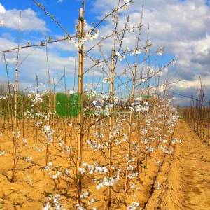 Kış kirazı, Top formlu aşılı pembe, beyaz, çiçekli süs kirazı - Prunus x subhirtella autumnalis rosea (ROSACEAE)