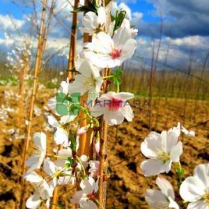 Kış kirazı, Top formlu aşılı pembe, beyaz, çiçekli süs kirazı - Prunus x subhirtella autumnalis rosea (ROSACEAE)