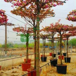 Pembe çiçekli kanzan süs kirazı şemsiye formlu - Prunus serrulata kanzan umbrella/tetto shaped (ROSACEAE)