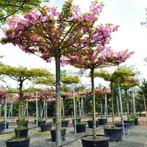 Pembe çiçekli kanzan süs kirazı şemsiye formlu - Prunus serrulata kanzan umbrella/tetto shaped (ROSACEAE)