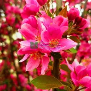 Pembe çiçekli ters aşılı süs elması, Sarkık formlu, ağalayan kraliyet güzelliği - Malus royal beauty (ROSACEAE)