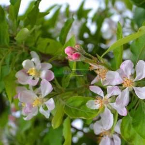 Meyve elma - Malus x domestica (ROSACEAE)