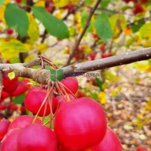 Japon süs elması, Çiçek elması, yengeç elması alttan dallı çalı formlu - Malus evereste multi stem (ROSACEAE)