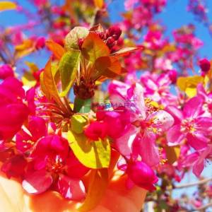 Japon süs elması, Çiçek elması,Japon çiçekli yengeç, Japon yengeç - Malus floribunda multi stem(ROSACEAE)
