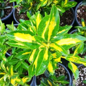 alacalı taflan, sarı yeşil yapraklı taflan - Euonymus japonicus aureopictus (CELASTRACEAE)