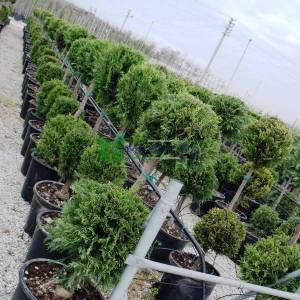 Şekilli topiary 2 top leylandi, iki top leylandi - Cupressocyparis leylandii two balls (CUPRESSACEAE)