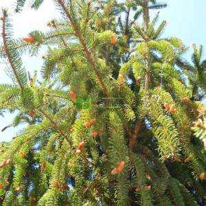 Sarkık aşılı avrupa ladini - Picea abies inversa pendula (PINACEAE)