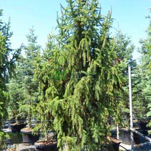 Sarkık aşılı avrupa ladini - Picea abies inversa pendula (PINACEAE)