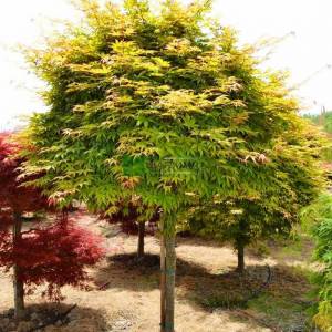 Osakazuki japon akçaağacı ağaç formlu - Acer palmatum green osakazuki alto fusto (ACERACEA)