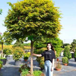 Osakazuki japon akçaağacı ağaç formlu - Acer palmatum green osakazuki alto fusto (ACERACEA)