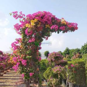 Great Bougainvillea Mixed Hybrids color, dolphin shape