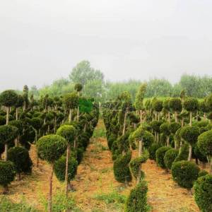 Şekilli-Topiary üç Top formlu leylandi bitkisi, 3 top Melez servi, Yeşil servi - Cupressocyparis leylandii three balls (CUPRESSACEAE)