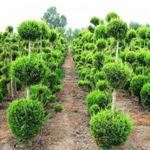 Şekilli-Topiary üç Top formlu leylandi bitkisi, 3 top Melez servi, Yeşil servi - Cupressocyparis leylandii three balls (CUPRESSACEAE)