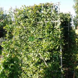 Şekilli perde çit formlu kara gürgen - Carpinus betulus espalier (BETULACEAE)