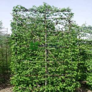 Şekilli perde çit formlu kara gürgen - Carpinus betulus espalier (BETULACEAE)