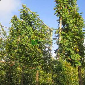 Şekilli tijli perde çit formlu kara gürgen - Carpinus betulus espalier tige (BETULACEAE)