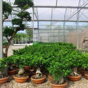 ficus bonsai, hint inciri bonsai formlu - Ficus macrocarpa bonsai (MORACEAE)