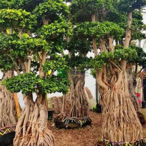 Ficus Macrocarpa Ginseng multi root bonsai