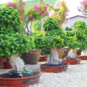 ficus bonsai, hint inciri çok köklü bonsai formlu - Ficus macrocarpa multi root bonsai (MORACEAE)