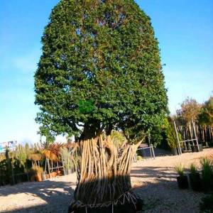 ficus bonsai, hint inciri çok köklü bonsai formlu - Ficus macrocarpa multi root bonsai (MORACEAE)