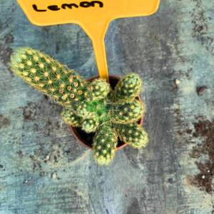 Mammillaria Species, Thimble Cactus elongata lemon