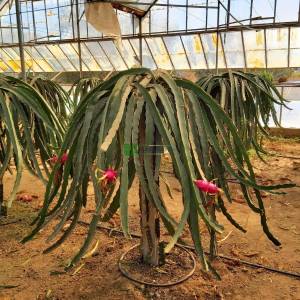 Dragon Meyvesi, Ateş Ejderi Meyvesi, Pitajaya, pitaya - Hylocereus Cactus (Cereus polyrhizus) (CACTACEAE)