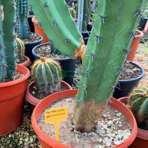 Myrtillocactus, kaktüs - Myrtillocactus geometrizans (CACTACEAE)