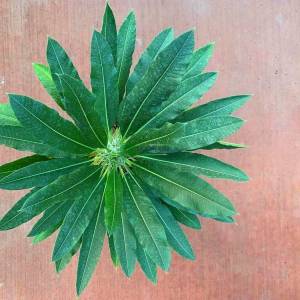 Madagaskar Palmiyesi - Pachypodium lamerei (APOCYNACEAE)