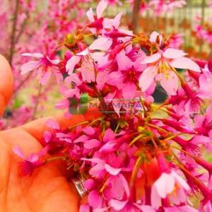 Pembe çiçekli tijli süs kirazı - Prunus x incam okame high tige (ROSACEAE)