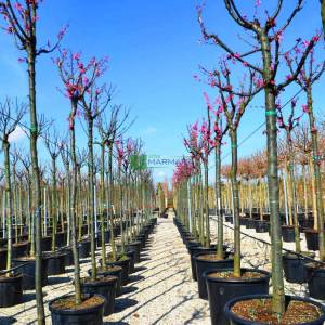 Pembe çiçekli tijli süs kirazı - Prunus x incam okame high tige (ROSACEAE)