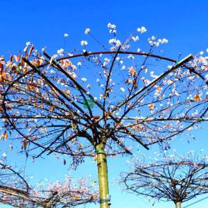 Kış kirazı, Top formlu aşılı pembe, beyaz, çiçekli süs kirazı şemsiye formlu - Prunus subhirtella autumnalis umbrella/tetto shaped (ROSACEAE)