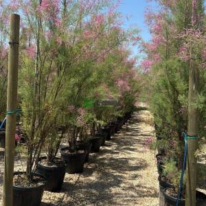 Fransız ılgını - Tamarix gallica (TAMARICACEAE)