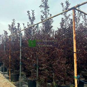 süs kirazı kırmızı yapraklı - Prunus virginiana canada red (ROSACEAE)